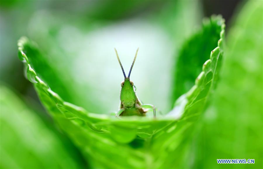 #CHINA-NATURE-ANIMAL (CN)