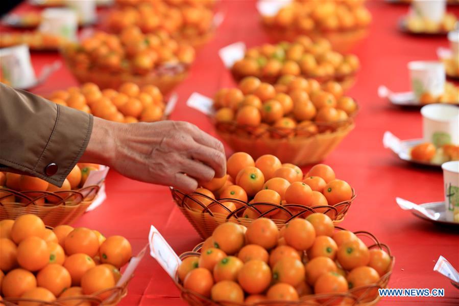 #CHINA-GUANGXI-KUMQUAT-COMPETITION (CN)