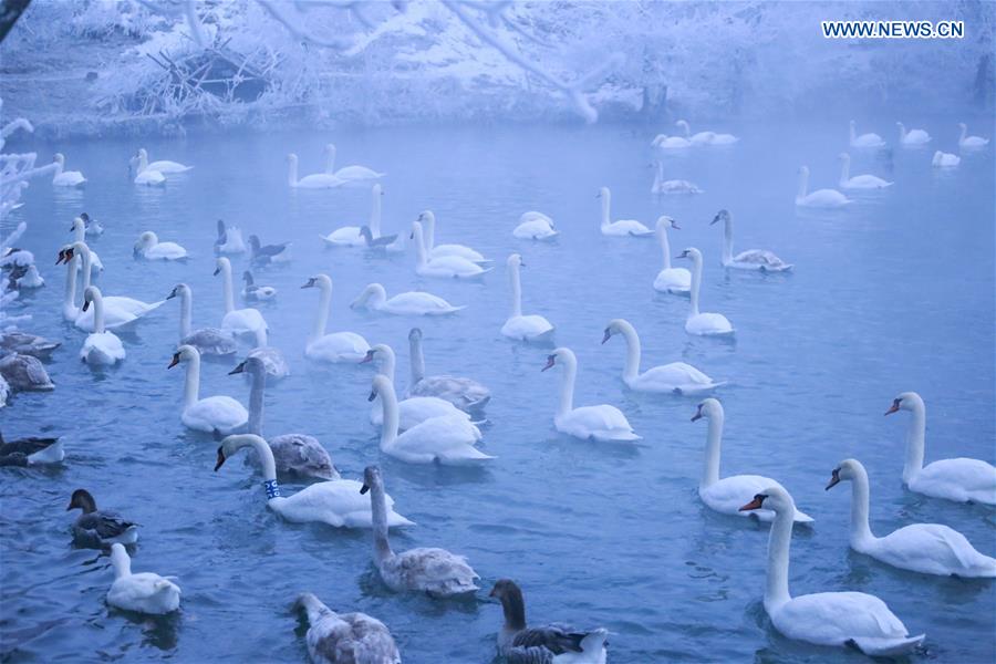 CHINA-XINJIANG-SWAN(CN)