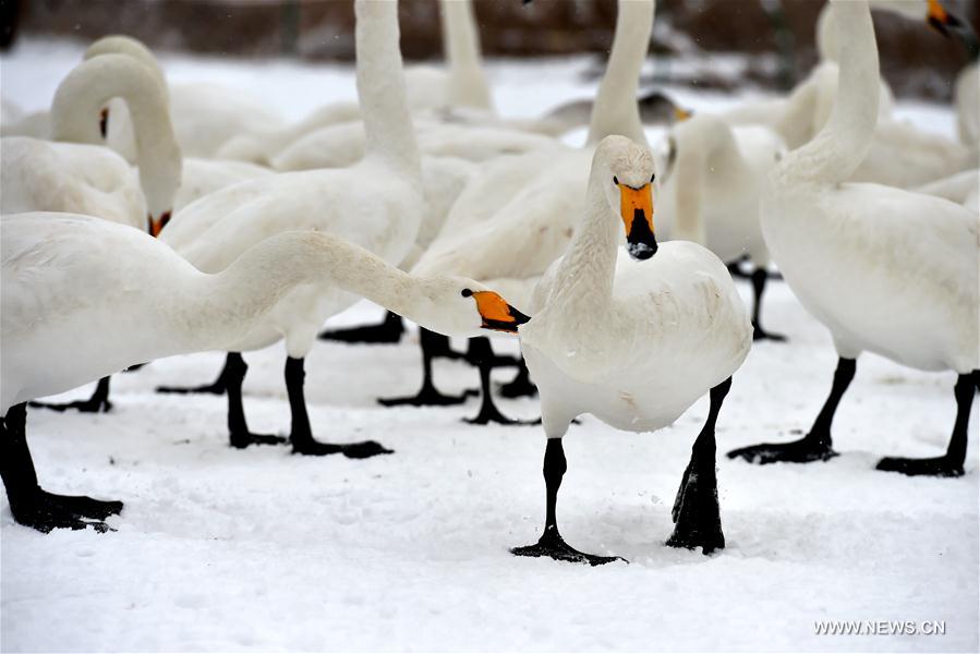 CHINA-SHANXI-SNOW-SWAN (CN)