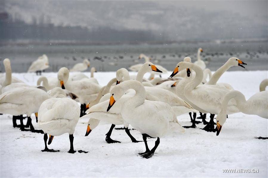 CHINA-SHANXI-SNOW-SWAN (CN)