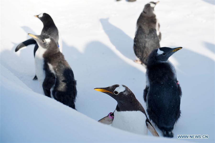 CHINA-HARBIN-PENGUIN-SNOWFIELD (CN)