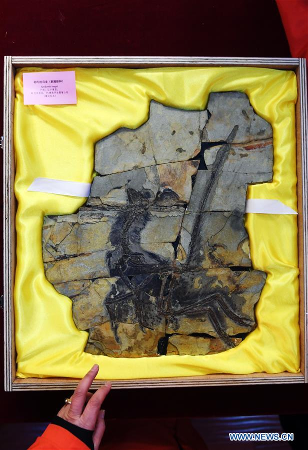 CHINA-LIAONING-SHENYANG-FOSSIL-RETURN (CN)