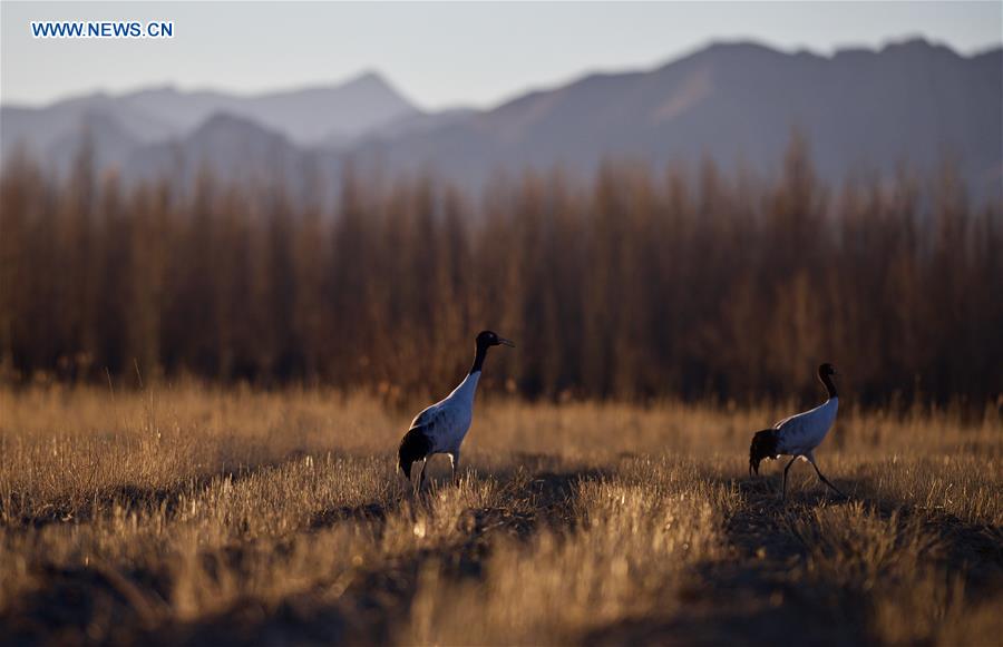 CHINA-XIGAZE-BLACK-NECKED CRANE (CN)