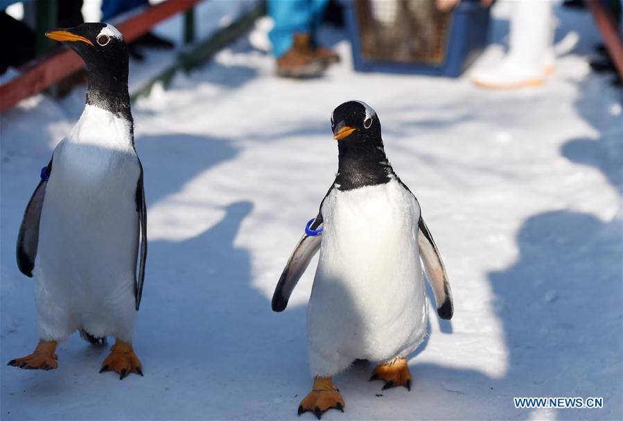 CHINA-HARBIN-PENGUIN (CN)