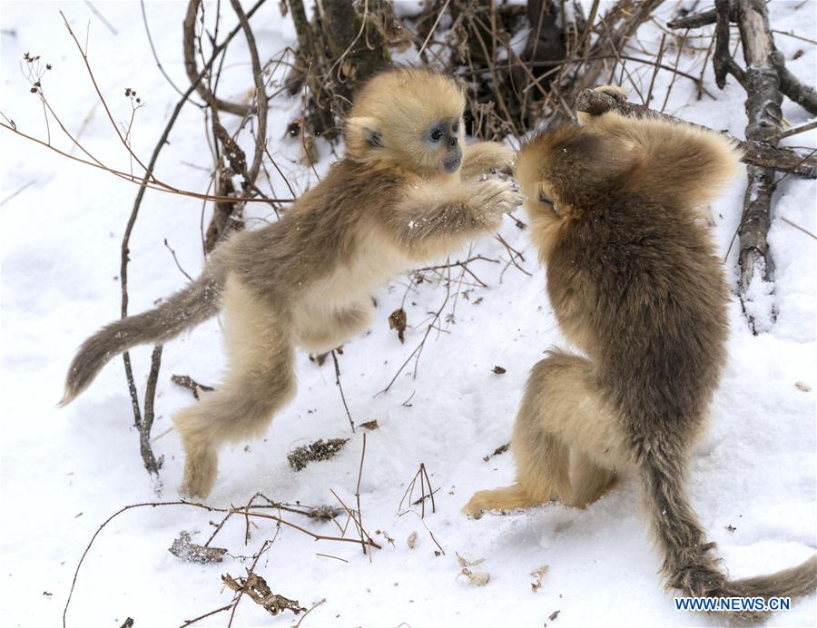 CHINA-HUBEI-SHENNONGJIA-GOLDEN MONKEY (CN)