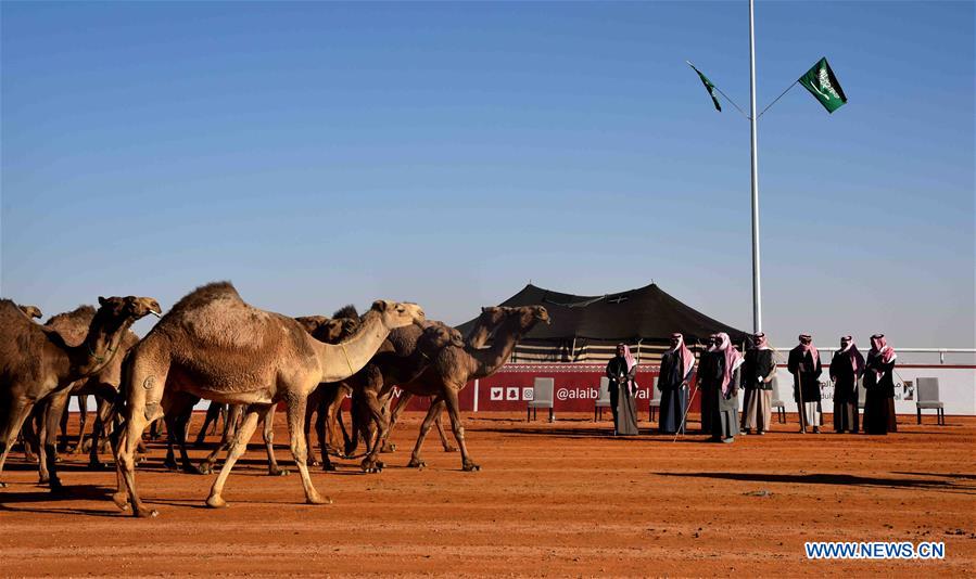 SAUDI-RIYADH-CAMEL FESTIVAL