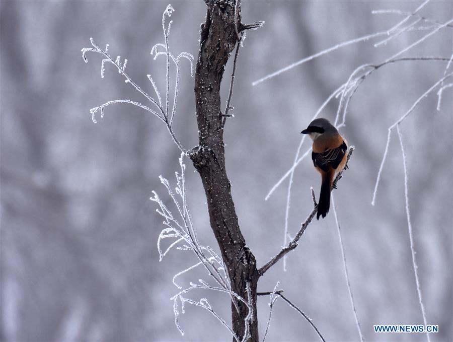 #CHINA-ANHUI-CHAOHU-FROST (CN)