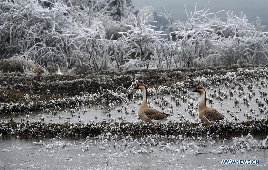 #CHINA-RIME-SCENERY (CN)