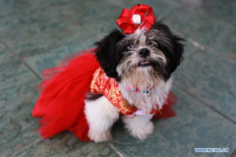 THE PHILIPPINES-PASAY CITY-LUCKY PAWS PARADE