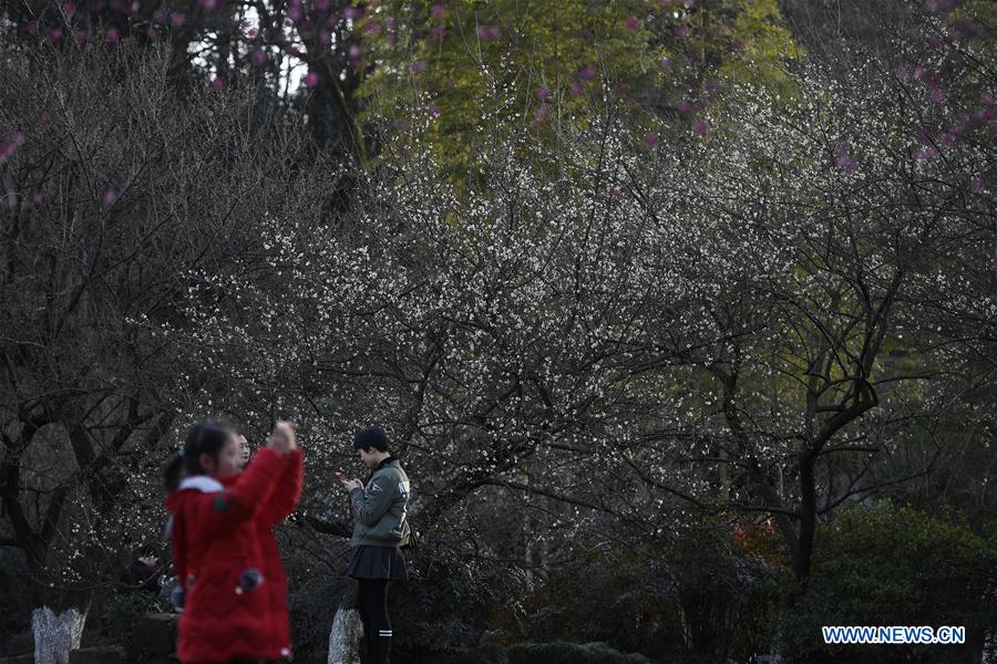 CHINA-ZHEJIANG-HANGZHOU-PLUM-BLOSSOM (CN)