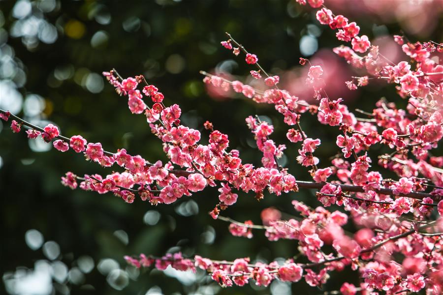 CHINA-HUNAN-CHANGSHA-PLUM BLOSSOMS (CN)