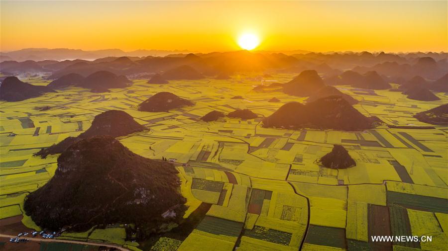 CHINA-YUNNAN-LUOPING-RAPE FLOWER(CN)