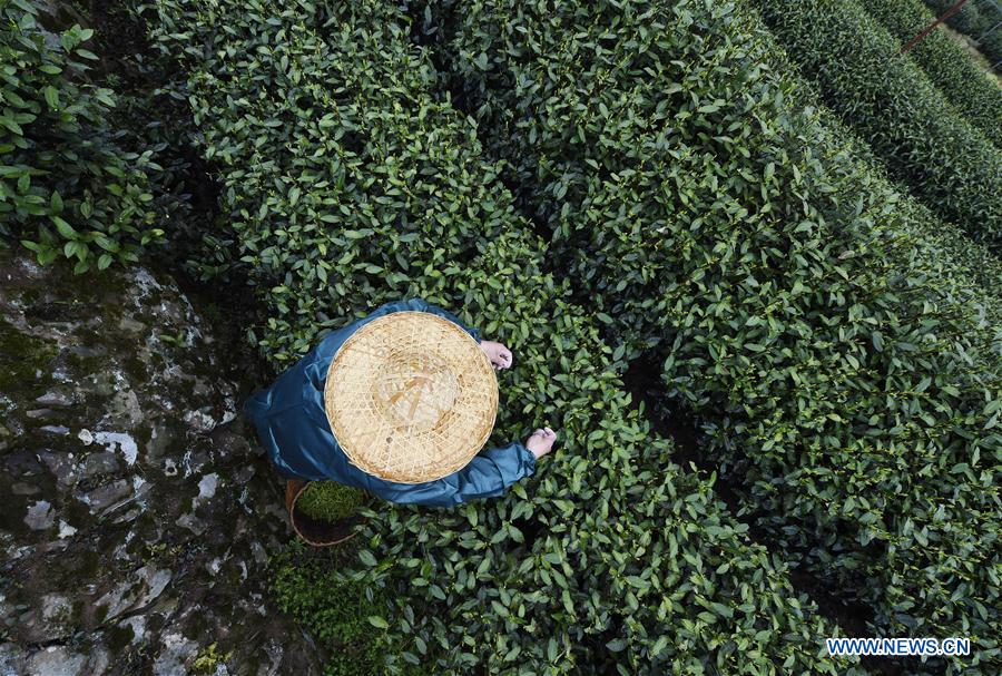 #CHINA-ZHEJIANG-TEA-HARVEST (CN)