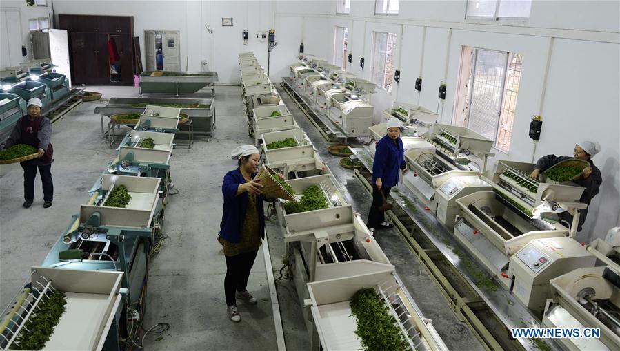 #CHINA-GUIZHOU-TEA PROCESSING (CN)