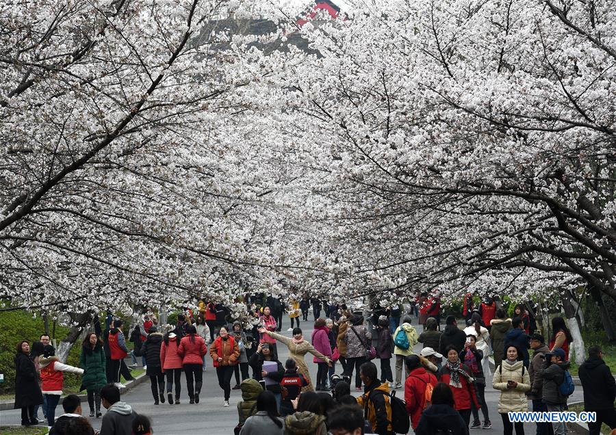 CHINA-NANJING-CHERRY BLOSSOM(CN)