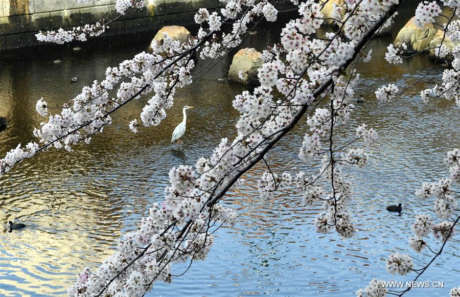 JAPAN-TOKYO-CHERRY BLOSSOMS