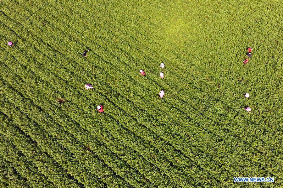 #CHINA-SPRING-TEA GARDEN (CN)