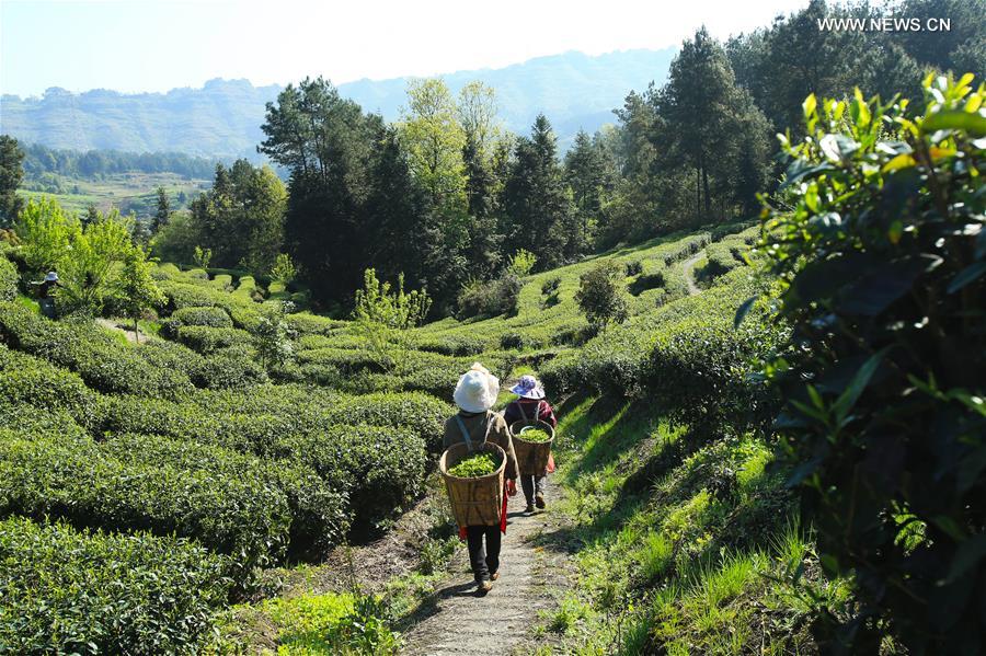 CHINA-CHONGQING-TEA HARVEST (CN)