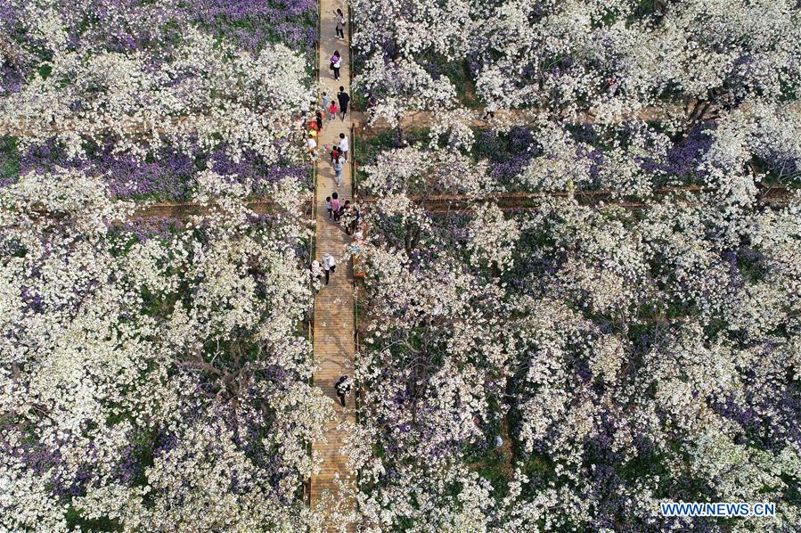 #CHINA-JIANGSU-SUQIAN-SPRING SCENERY (CN)