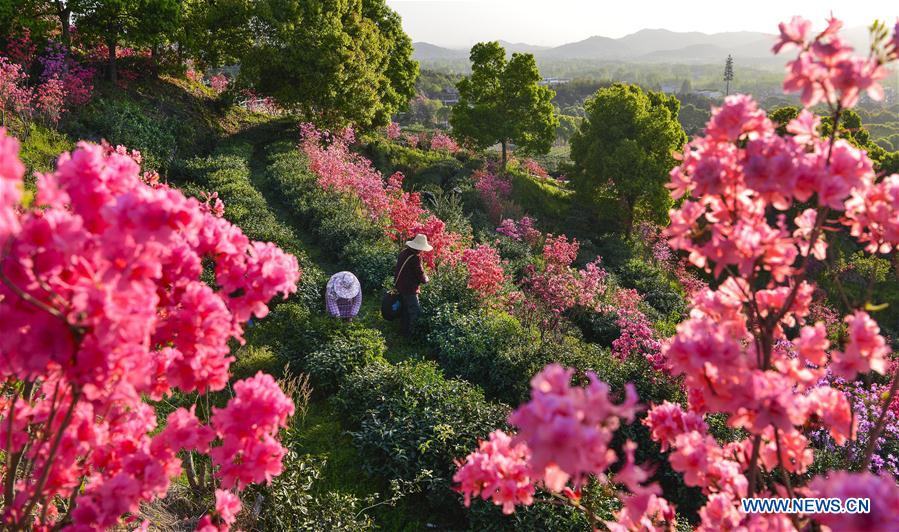 #CHINA-ANHUI-SHUCHENG-TEA PLANTATION-SPRING SCENERY (CN*)