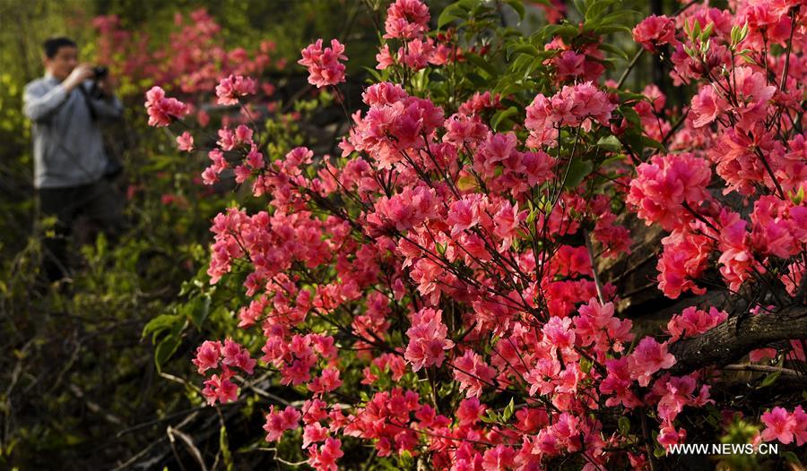 CHINA-ANHUI-JINZHAI-AZALEA FLOWER (CN)