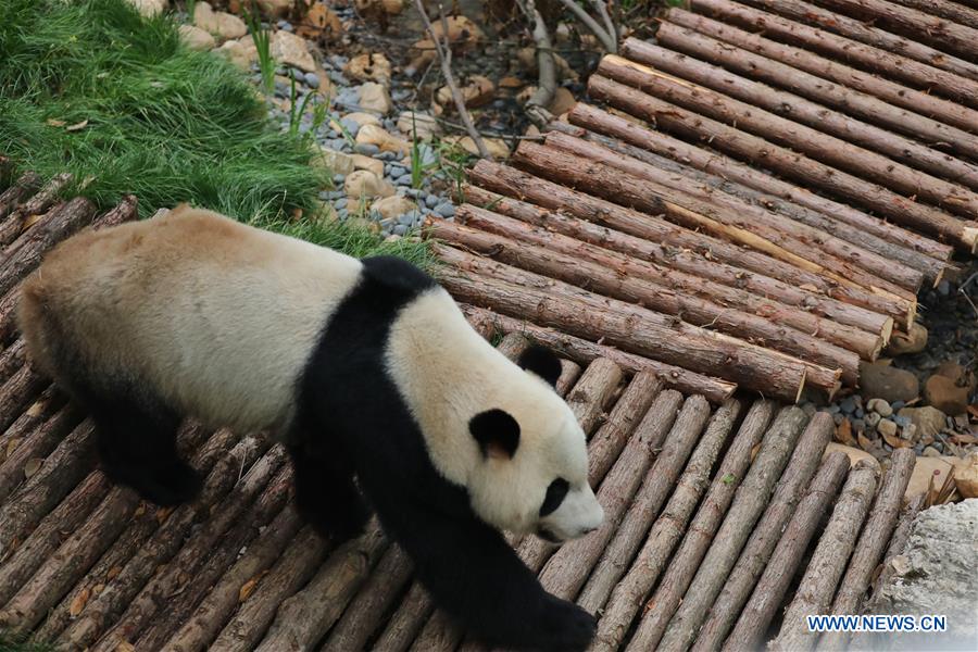 CHINA-GUIYANG-GIANT PANDAS-MEETING PUBLIC(CN)