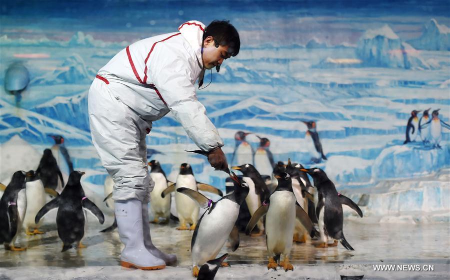 CHINA-HARBIN-PENGUIN-PERFORMANCE (CN)