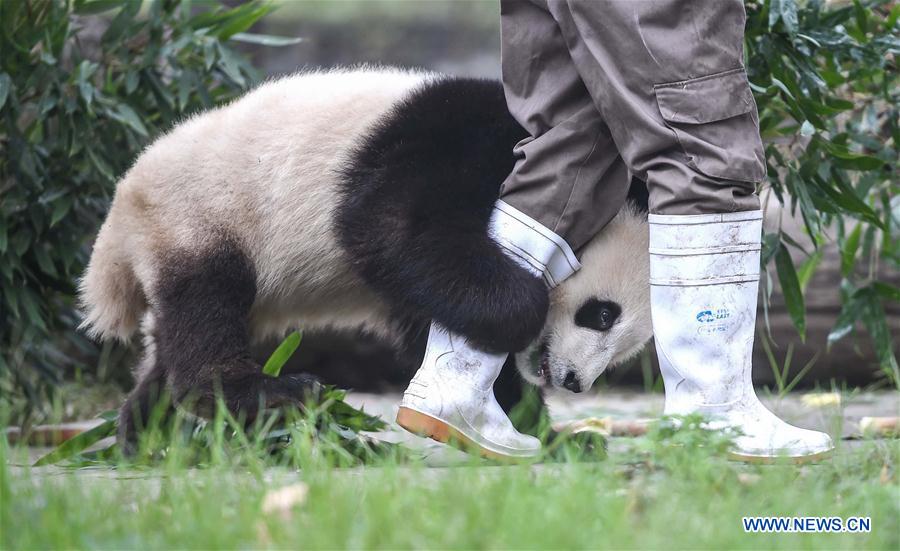 CHINA-SICHUAN-PANDA CENTER-CONSERVATION-RESTORATION (CN)