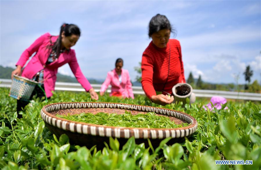 #CHINA-HUBEI-LICHUAN BLACK TEA (CN)