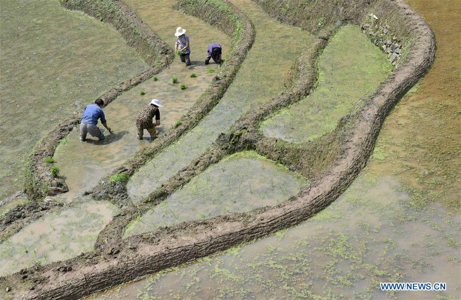 #CHINA-ENSHI-FARM WORK (CN)