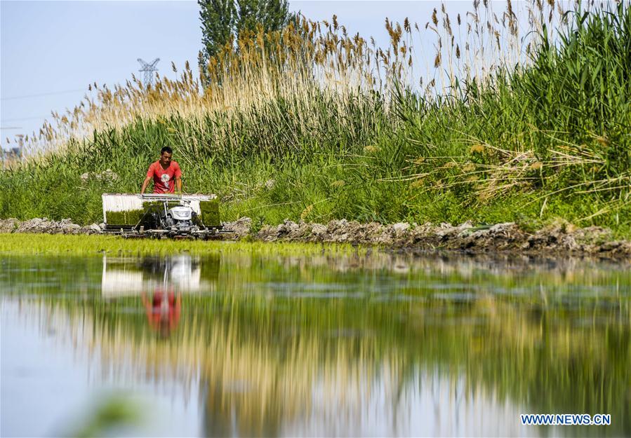 CHINA-XINJIANG-ILI-AGRICULTURE(CN)