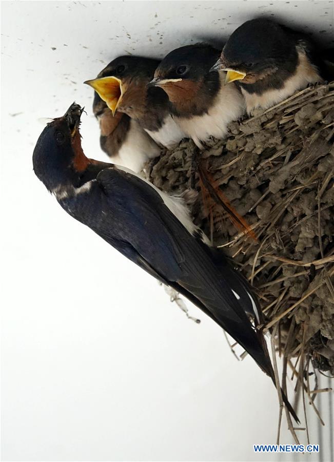 #CHINA-GUIYANG-SWALLOWS (CN)