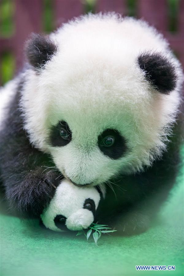 MALAYSIA-KUALA LUMPUR-CHINA-GIANT PANDA CUB-DEBUT