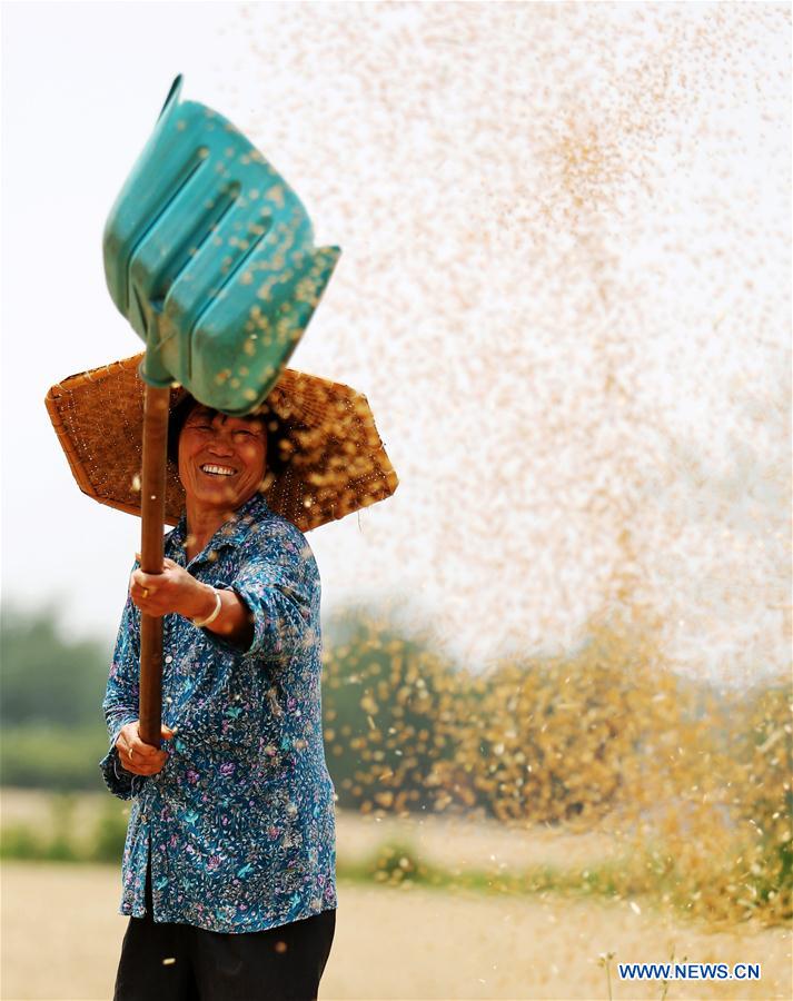 #CHINA-WHEAT-HARVEST (CN)