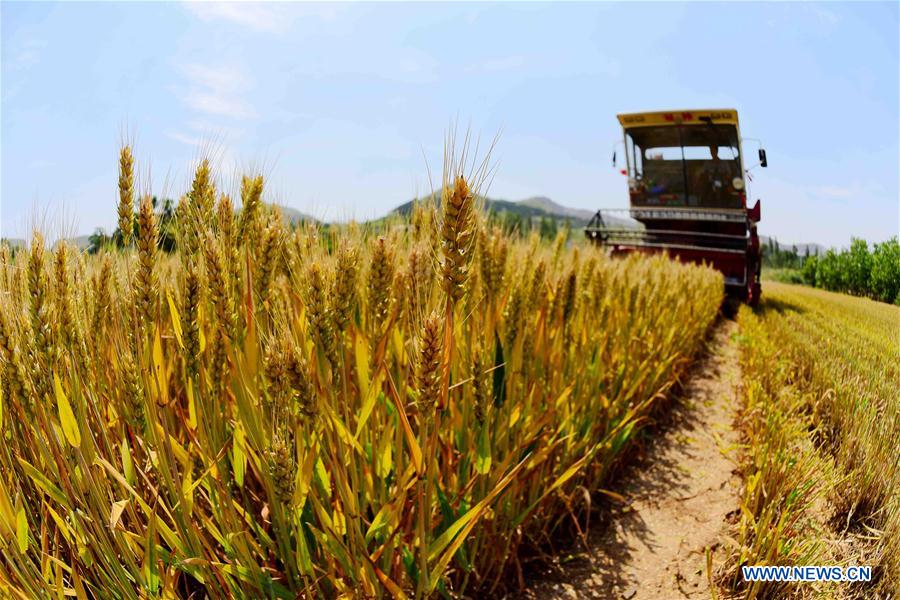 #CHINA-WHEAT-HARVEST (CN)