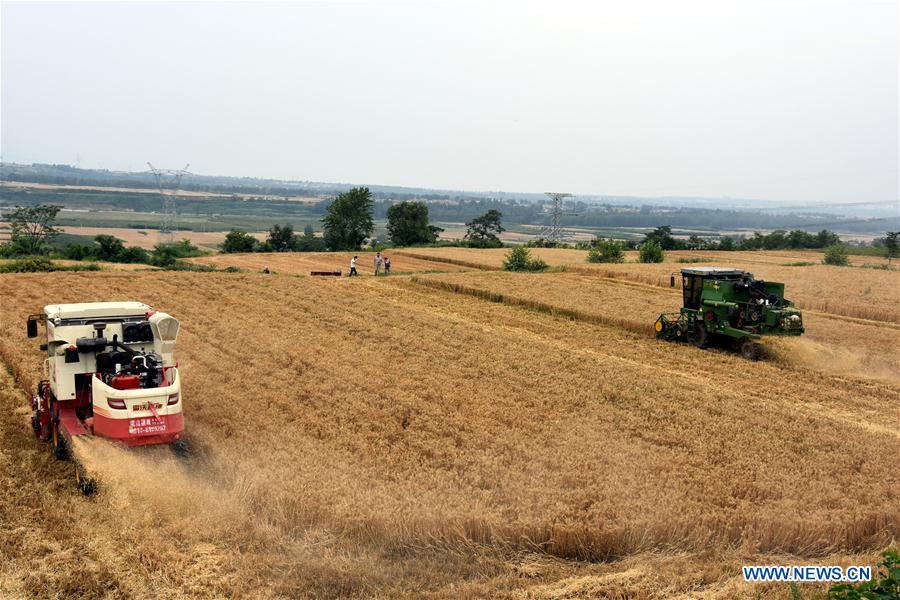 CHINA-XI'AN-WHEAT-HARVEST (CN)