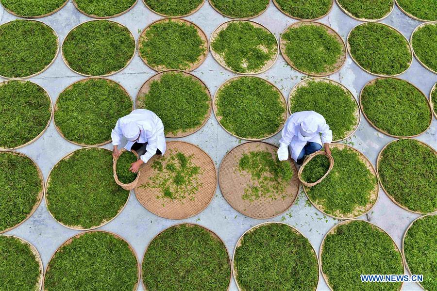 #CHINA-HUBEI-VINE TEA (CN)