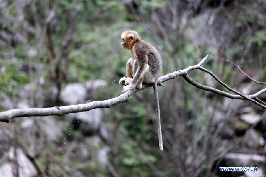 #CHINA-GANSU-GOLDEN MONKEY (CN*)