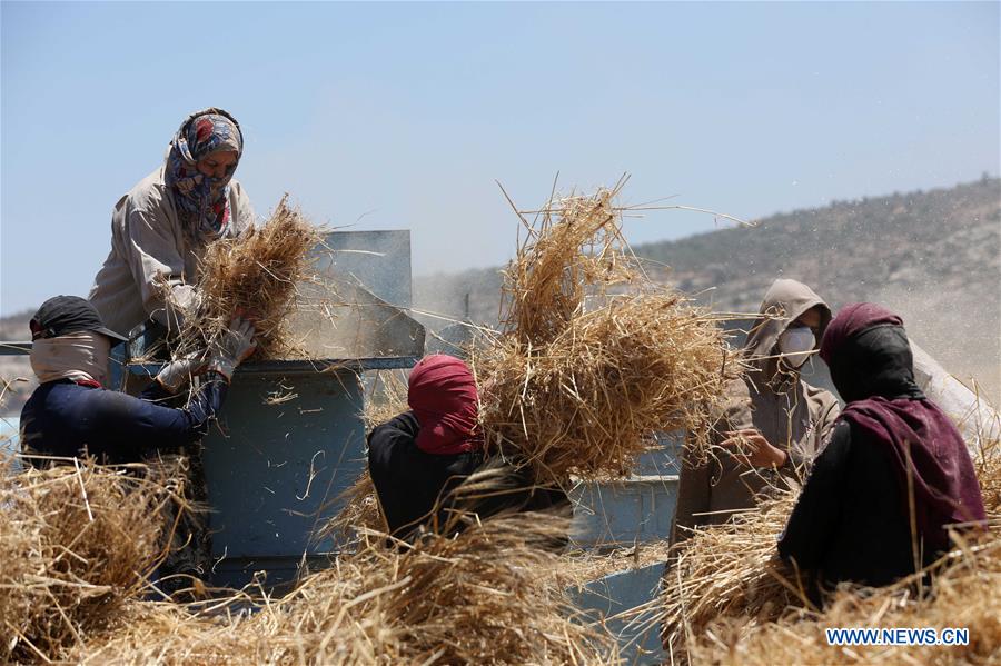 MIDEAST-NABLUS-WHEAT