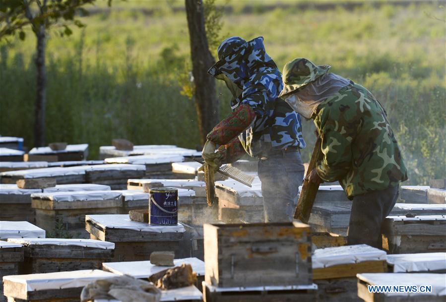 CHINA-XINJIANG-ILI-LAVENDER-BEEKEEPING (CN)