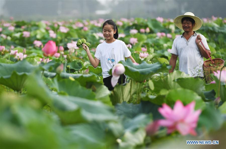 CHINA-JIANGXI-WHITE LOTUS-HARVEST(CN)