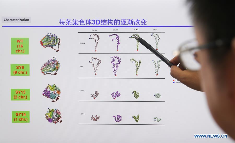 CHINA-SHANGHAI-GENOME-EDITING-SINGLE CHROMOSOME (CN)