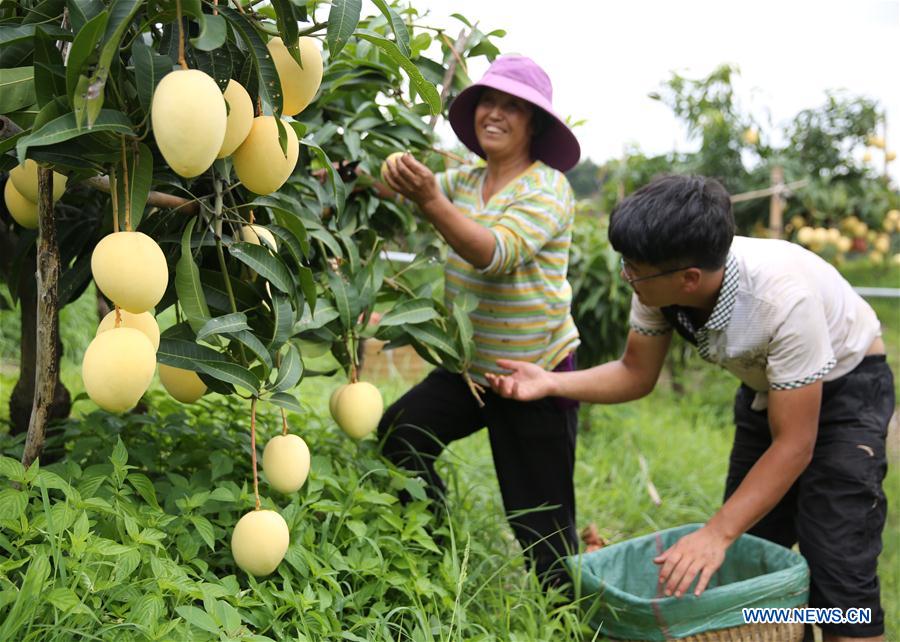 #CHINA-YUNNAN-MANGO-HARVEST (CN)