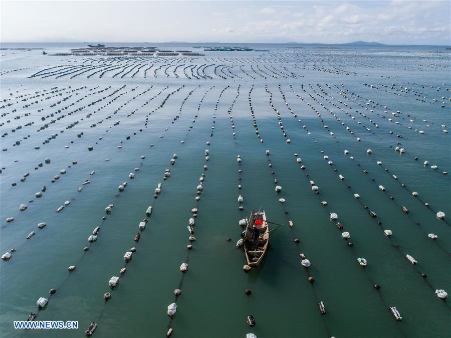 CHINA-ZHEJIANG-WENZHOU-MARICULTURE (CN)