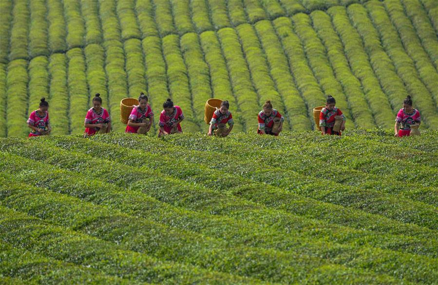 #CHINA-GUIZHOU-TEA PLANTATION-SCENERY (CN)