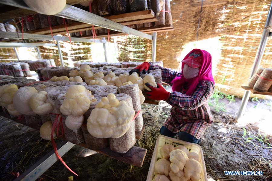 #CHINA-HEILONGJIANG-HAILIN-FUNGUS (CN)