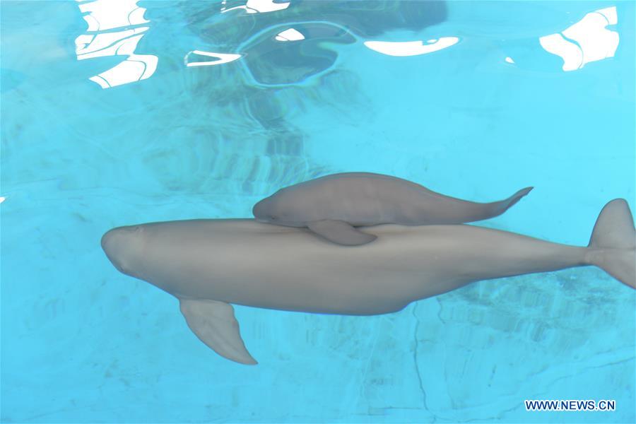 CHINA-YANGTZE RIVER-FINLESS PORPOISE-PROTECTION (CN)