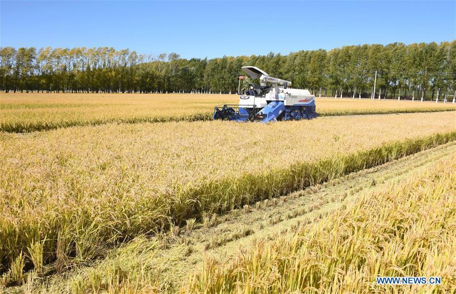 #CHINA-HEILONGJIANG-RICE-HARVEST (CN)