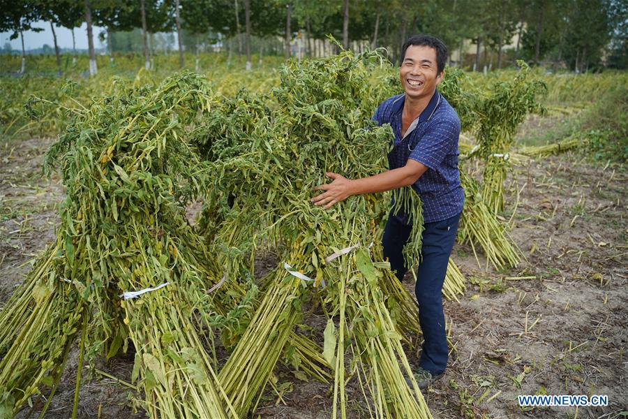 CHINA-HENAN-SESAME-HARVEST (CN)